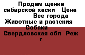 Продам щенка сибирской хаски › Цена ­ 8 000 - Все города Животные и растения » Собаки   . Свердловская обл.,Реж г.